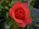 Coral Lions-Rose ® rose photo