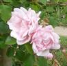 Jean Guichard rose photo