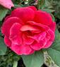 Coral Miracle ™ rose photo