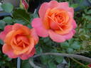 Coral Lions-Rose ® rose photo