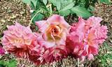 Chaleur rose photo