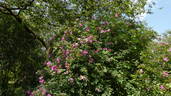 <i>Rosa californica</i> 'Plena' rose photo