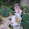 See You in Rosé rose photo