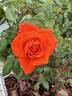 Today rose photo