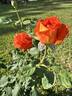 Today rose photo