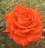 Today rose photo