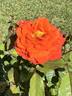 Today rose photo