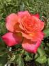 Granada rose photo
