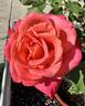 Granada rose photo