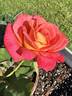 Granada rose photo