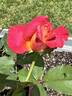 Granada rose photo