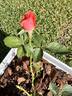 Tropicana rose photo