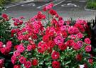 Gaku no Yume rose photo