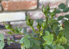 Carolyn Supinger rose photo
