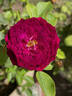 Carolyn Supinger rose photo
