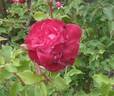 Professeur Ganiviat rose photo