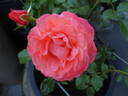 Coral Lions-Rose ® rose photo