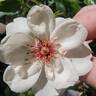 Jacqueline du Pré rose photo