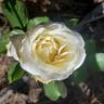 Smooth Talk rose photo
