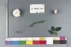 White Pet, Cl. rose photo