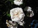 White Pet, Cl. rose photo