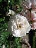 White Pet, Cl. rose photo