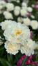 La Rosière peony photo