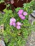 Rudelsburg rose photo