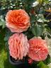 Jilly Crow rose photo