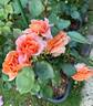 Jilly Crow rose photo