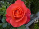 Coral Lions-Rose ® rose photo