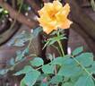 Bentheimer Gold ® rose photo