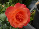 Coral Lions-Rose ® rose photo