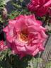 First Prize rose photo