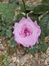Lugdunum rose photo