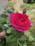 Johann Wolfgang von Goethe Rose rose photo