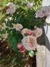 Jane Goodall rose photo