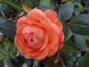 Dominic Sunset rose photo