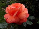 Dominic Sunset rose photo