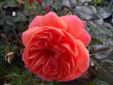 Dominic Sunset rose photo