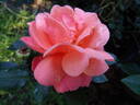 Dominic Sunset rose photo