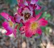 Rigo Neon rose photo