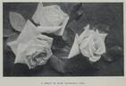 Maréchal Niel rose photo