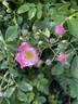 Kew Rambler rose photo