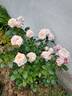 Jane Goodall rose photo