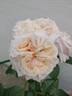 Jane Goodall rose photo