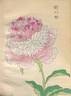Yamato-sangai 倭三階 peony photo