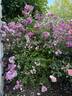 George Oliva rose photo