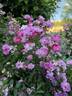 George Oliva rose photo