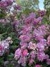 George Oliva rose photo